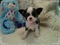TeacupBlueWhite1, a male Chihuahua for sale in Sebring, FL – 1 of 6