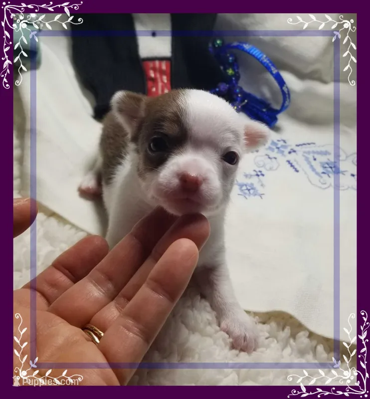 Teacup Choco and white