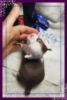 processed/44805e82-40e6-4969-a7bb-e1b3223db5b5/listing/15cded0d-d1a6-4436-907a-9108f4d2c565/53afa378-d097-42aa-b4f1-9070f54899e4