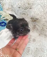 TeacupBlueWhite, a female Chihuahua for sale in Sebring, FL – 3 of 6