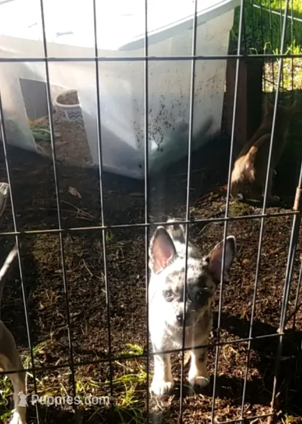 BlueMerleShortHair – Chihuahua puppy for sale in Sebring, FL