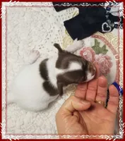 processed/44805e82-40e6-4969-a7bb-e1b3223db5b5/listing/1c036c3a-f23a-4a32-b9a6-a8320c83095c/ce1c3141-d030-4e18-ab3c-9892924ac76c