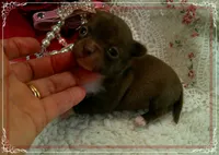 ChocoWhite, a female Chihuahua for sale in Sebring, FL – 5 of 6