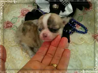 MerleIsabella, a male Chihuahua for sale in Sebring, FL – 4 of 6