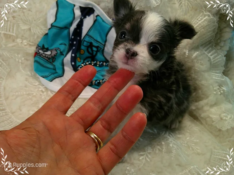 TeacupBlueWhite2 – Chihuahua puppy for sale in Sebring, FL