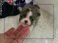 TeacupMaleLongHair, a male Chihuahua for sale in Sebring, FL – 6 of 6