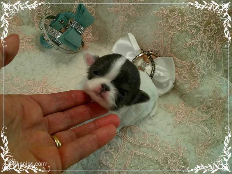 WhiteBlueMaleLongHair – Chihuahua puppy for sale in Sebring, FL