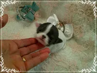 WhiteBlueMaleLongHair, a male Chihuahua for sale in Sebring, FL – 1 of 6