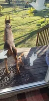 DOBAR , a female Doberman Pinscher for sale in Sebring, FL – 3 of 4
