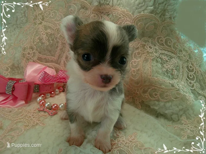 TeacupFemaleLongHair – Chihuahua puppy for sale in Sebring, FL
