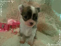TeacupFemaleLongHair, a female Chihuahua for sale in Sebring, FL – 1 of 6