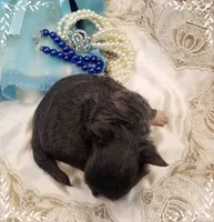 TeacupBlueWhite, a female Chihuahua for sale in Sebring, FL – 4 of 6
