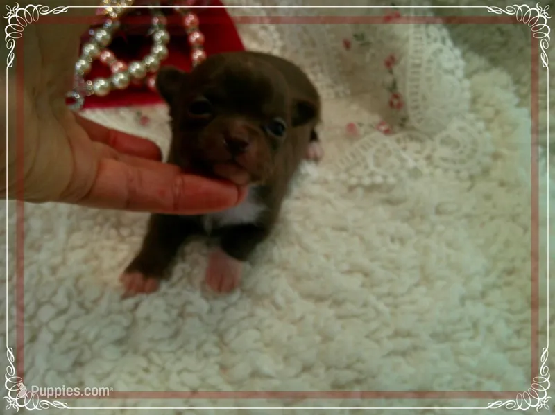 ChocoWhite – Chihuahua puppy for sale in Sebring, FL