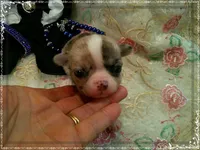 MerleIsabella, a male Chihuahua for sale in Sebring, FL – 6 of 6