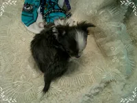 TeacupBlueWhite2, a male Chihuahua for sale in Sebring, FL – 4 of 6