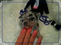 BlueMerleLongHair, a male Chihuahua for sale in Sebring, FL – 2 of 6