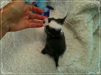 TeacupBlueWhite1, a male Chihuahua for sale in Sebring, FL – 5 of 6