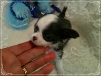 TeacupBlueWhite1, a male Chihuahua for sale in Sebring, FL – 3 of 6