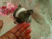 TeacupFemaleLongHair, a female Chihuahua for sale in Sebring, FL – 4 of 6