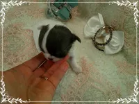 WhiteBlueMaleLongHair, a male Chihuahua for sale in Sebring, FL – 3 of 6