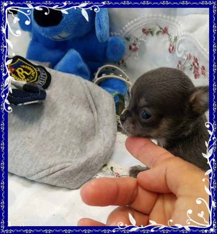Blue and tan – Chihuahua puppy for sale in Sebring, FL