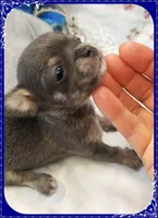 Blue and tan, a male Chihuahua for sale in Sebring, FL – 2 of 6