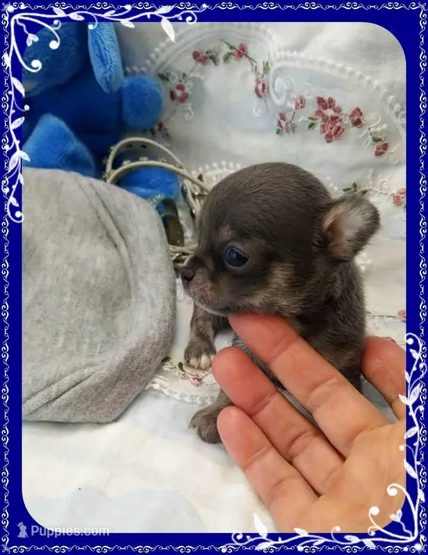 Blue and tan – Chihuahua puppy for sale in Sebring, FL