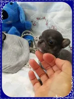Blue and tan, a male Chihuahua for sale in Sebring, FL – 4 of 6