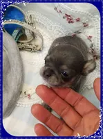 Blue and tan, a male Chihuahua for sale in Sebring, FL – 5 of 6