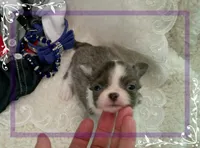 TeacupMaleLongHair, a male Chihuahua for sale in Sebring, FL – 5 of 6