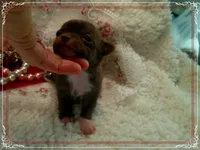 ChocoWhite, a female Chihuahua for sale in Sebring, FL – 2 of 6