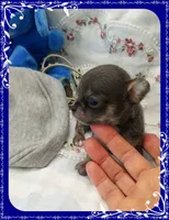 BlueTanMale, a male Chihuahua for sale in Sebring, FL – 3 of 6