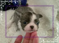 TeacupMaleLongHair, a male Chihuahua for sale in Sebring, FL – 3 of 6