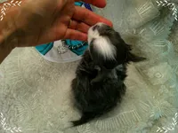 TeacupBlueWhite2, a male Chihuahua for sale in Sebring, FL – 2 of 6