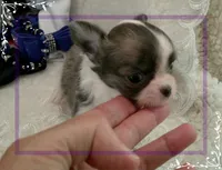 TeacupMaleLongHair, a male Chihuahua for sale in Sebring, FL – 1 of 6