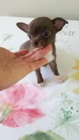 TeacupFemaleChocoWhite, a female Chihuahua for sale in Sebring, FL – 3 of 4