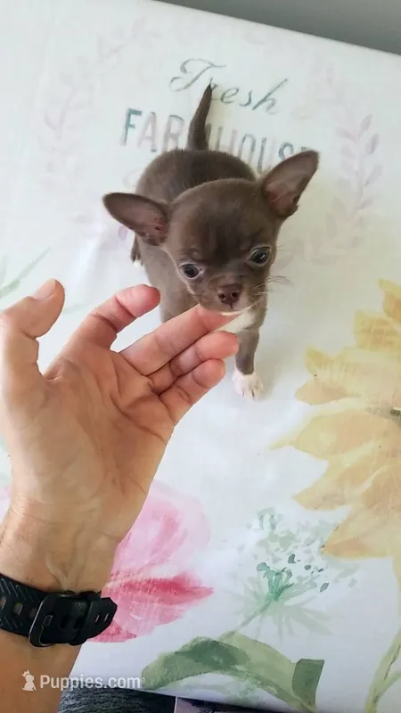 TeacupFemaleChocoWhite – Chihuahua puppy for sale in Sebring, FL