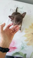 TeacupFemaleChocoWhite, a female Chihuahua for sale in Sebring, FL – 1 of 4