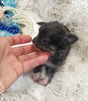 TeacupBlueWhite, a female Chihuahua for sale in Sebring, FL – 5 of 6