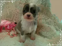 TeacupFemaleLongHair, a female Chihuahua for sale in Sebring, FL – 5 of 6