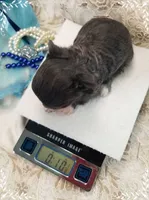 TeacupBlueWhite, a female Chihuahua for sale in Sebring, FL – 2 of 6