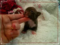 ChocoWhite, a female Chihuahua for sale in Sebring, FL – 3 of 6