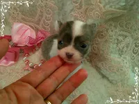 TeacupFemaleLongHair, a female Chihuahua for sale in Sebring, FL – 6 of 6