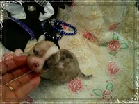 MerleIsabella, a male Chihuahua for sale in Sebring, FL – 5 of 6