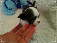 TeacupBlueWhite1, a male Chihuahua for sale in Sebring, FL – 6 of 6