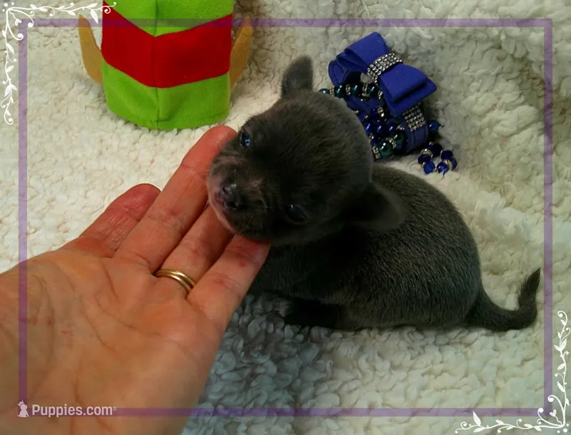 MaleTeacupBlueWhite – Chihuahua puppy for sale in Sebring, FL