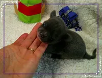 MaleTeacupBlueWhite, a male Chihuahua for sale in Sebring, FL – 1 of 4