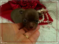 ChocoWhite, a female Chihuahua for sale in Sebring, FL – 4 of 6