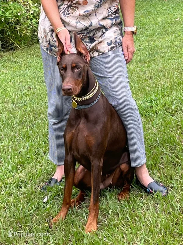 DOBAR  – Doberman Pinscher puppy for sale in Sebring, FL