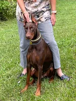DOBAR , a female Doberman Pinscher for sale in Sebring, FL – 1 of 4